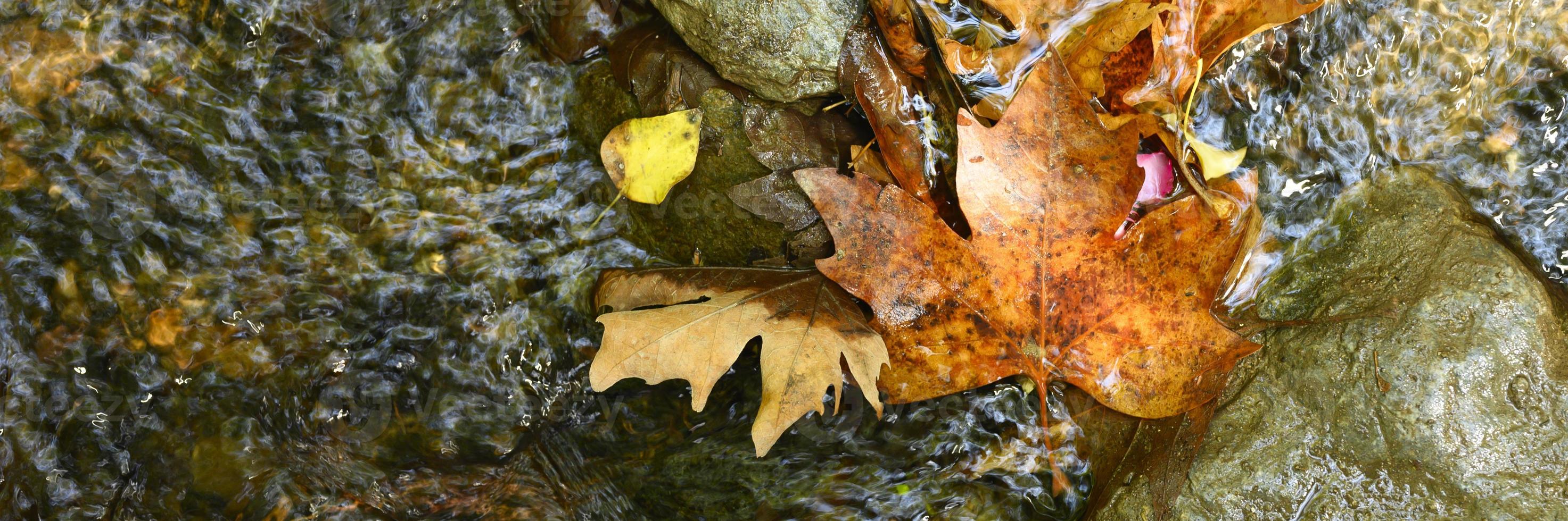 Hojas de arce de otoño caídas húmedas en el agua y rocas foto