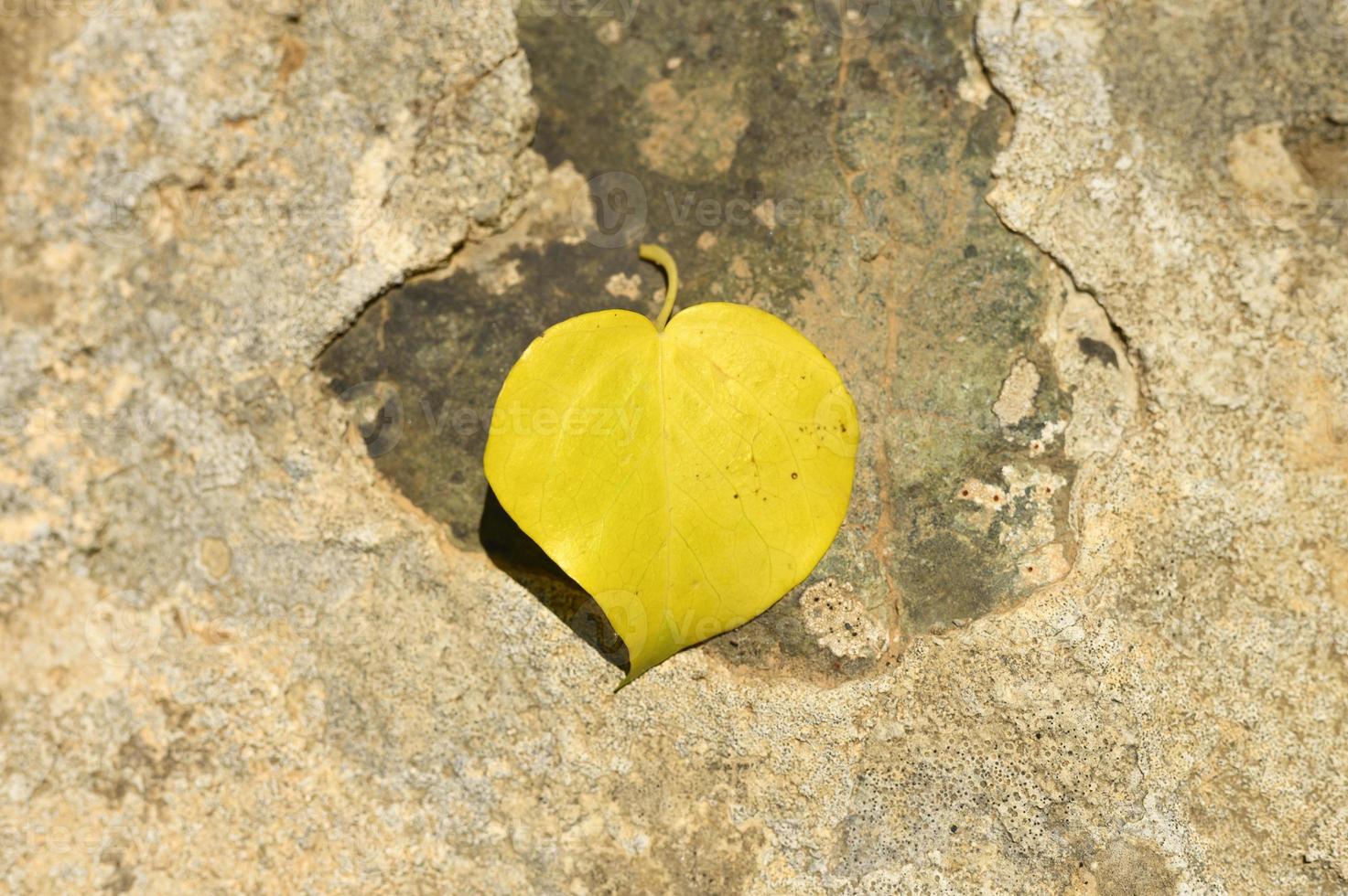 Yellow fallen autumn leaf in the shape of a heart on a stone photo