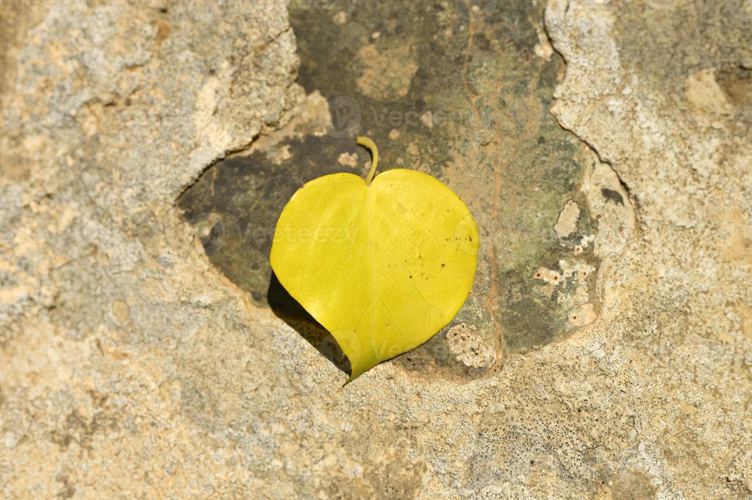 Hoja de otoño caída amarilla en forma de corazón sobre una piedra foto