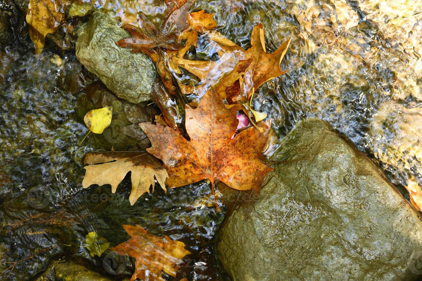 Hojas de arce de otoño caídas húmedas en el agua y rocas foto