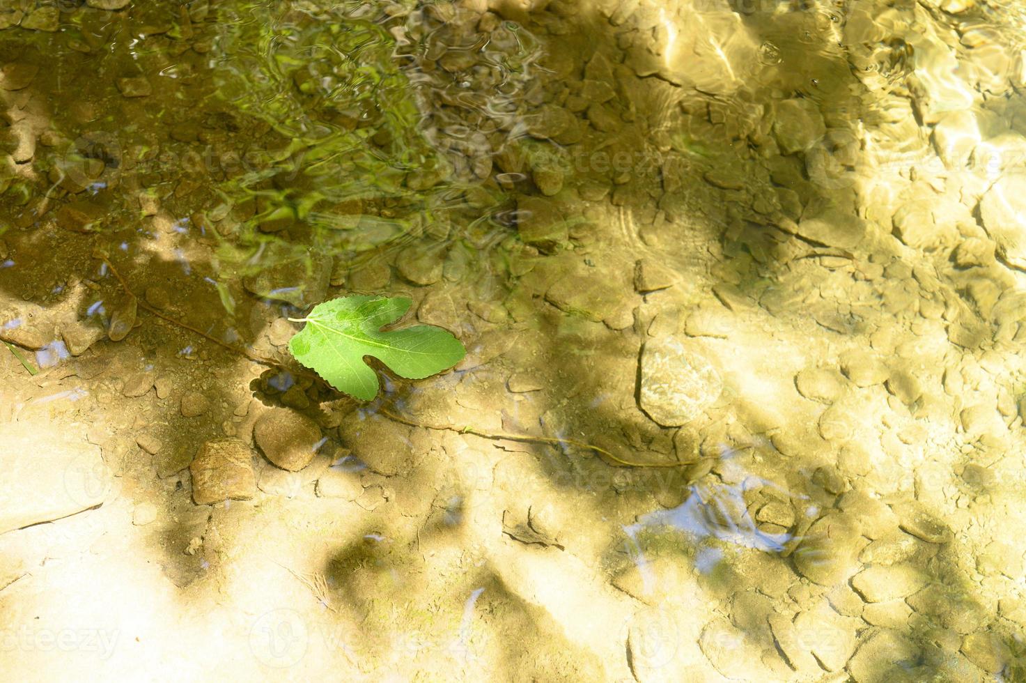 A fallen green leaf of a wild fig tree floats in the water photo