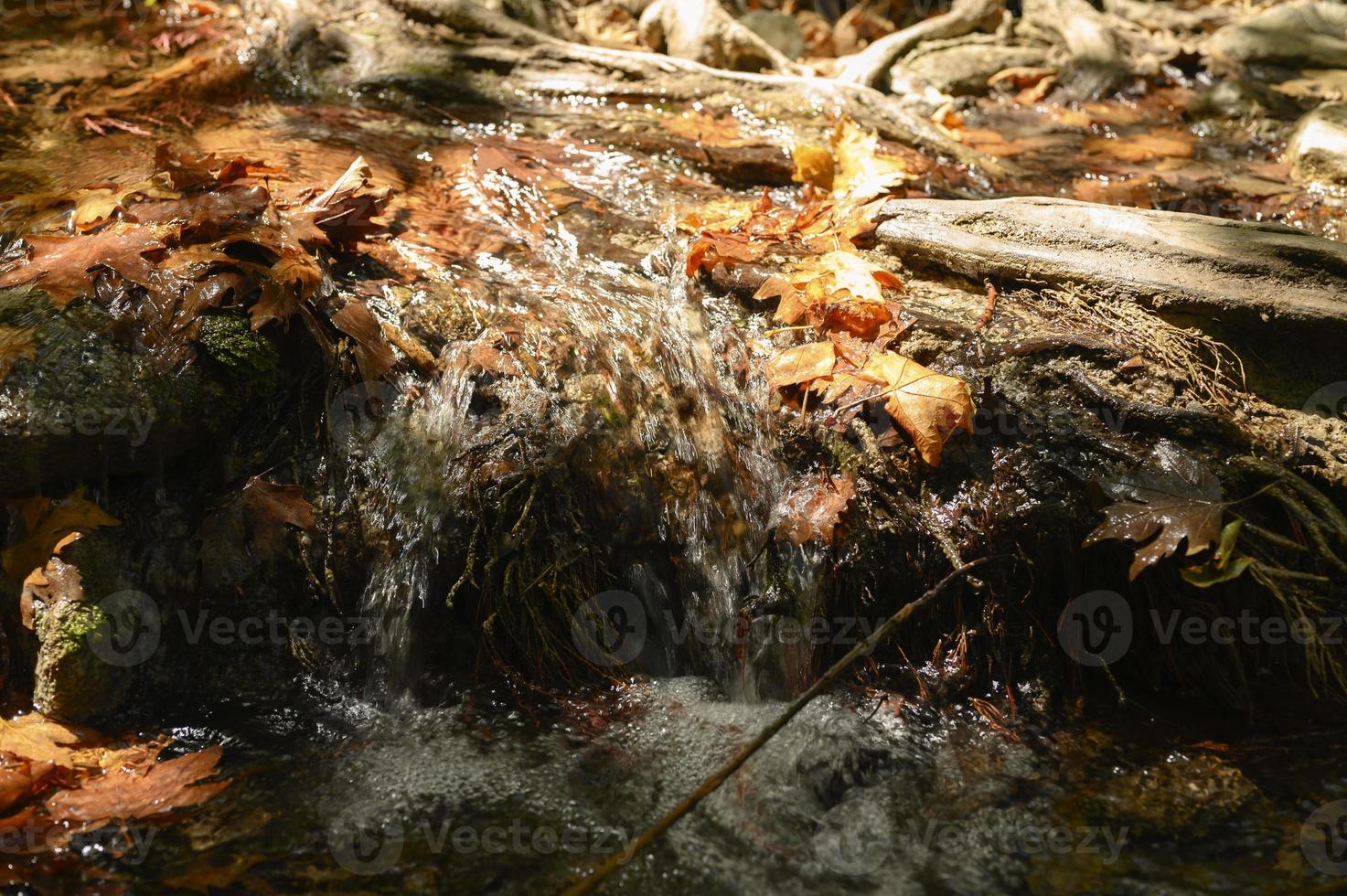 A stream running through the bare roots of trees in a rocky cliff and fallen autumn leaves photo