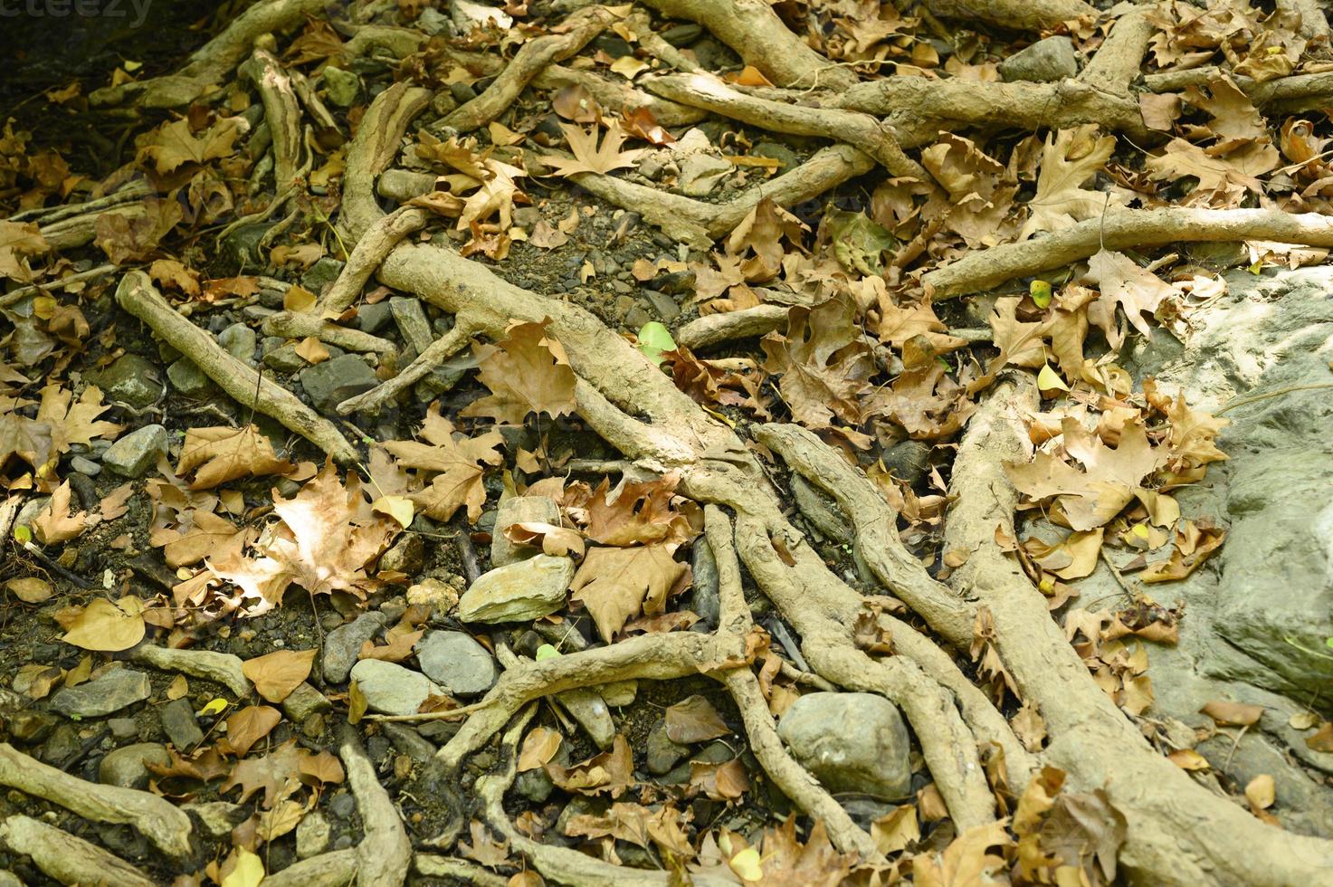 Bare roots of trees protruding from the ground in rocky cliffs and fallen leaves in autumn photo