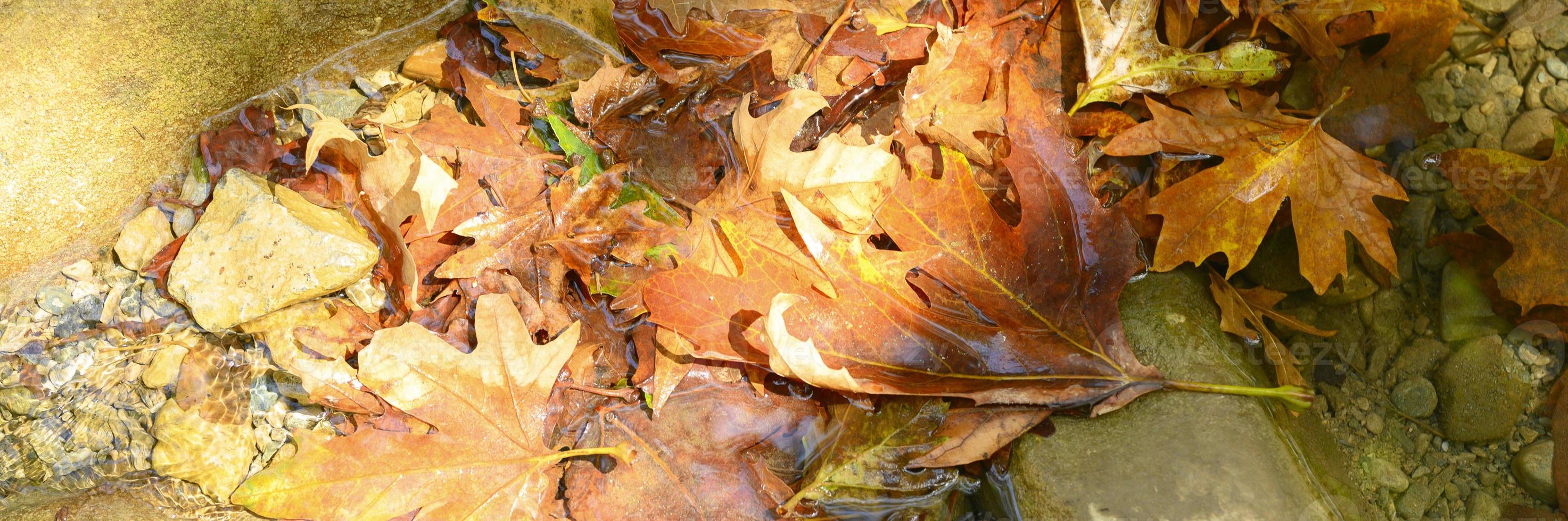 Pile of wet fallen autumn maple leaves in the water and rocks photo