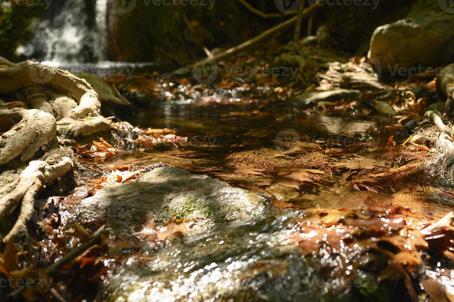 A stream running through the bare roots of trees in a rocky cliff and fallen autumn leaves photo