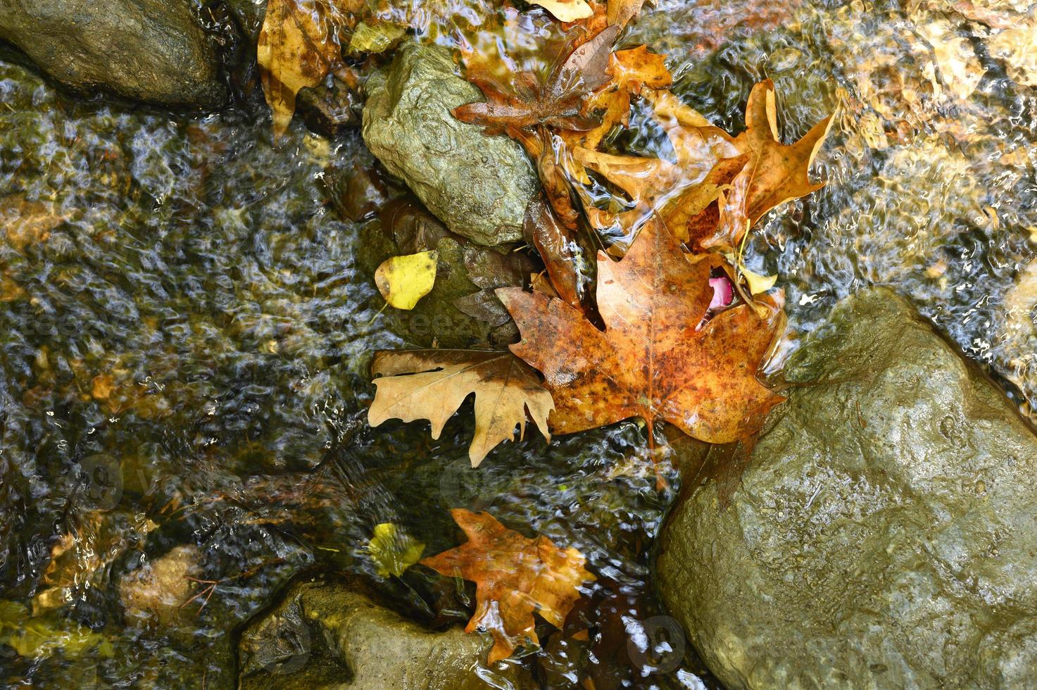 Montón de hojas de arce otoñales caídas húmedas en el agua y las rocas foto