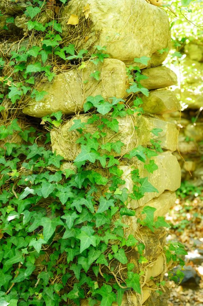 Ivy en un antiguo muro de piedra en un día soleado de verano foto