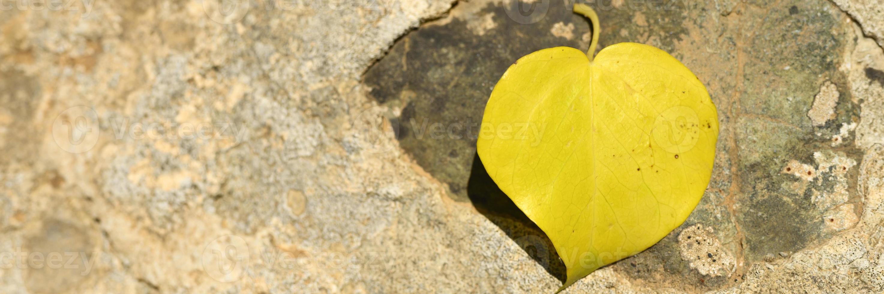 Yellow fallen autumn leaf in the shape of a heart on a stone photo