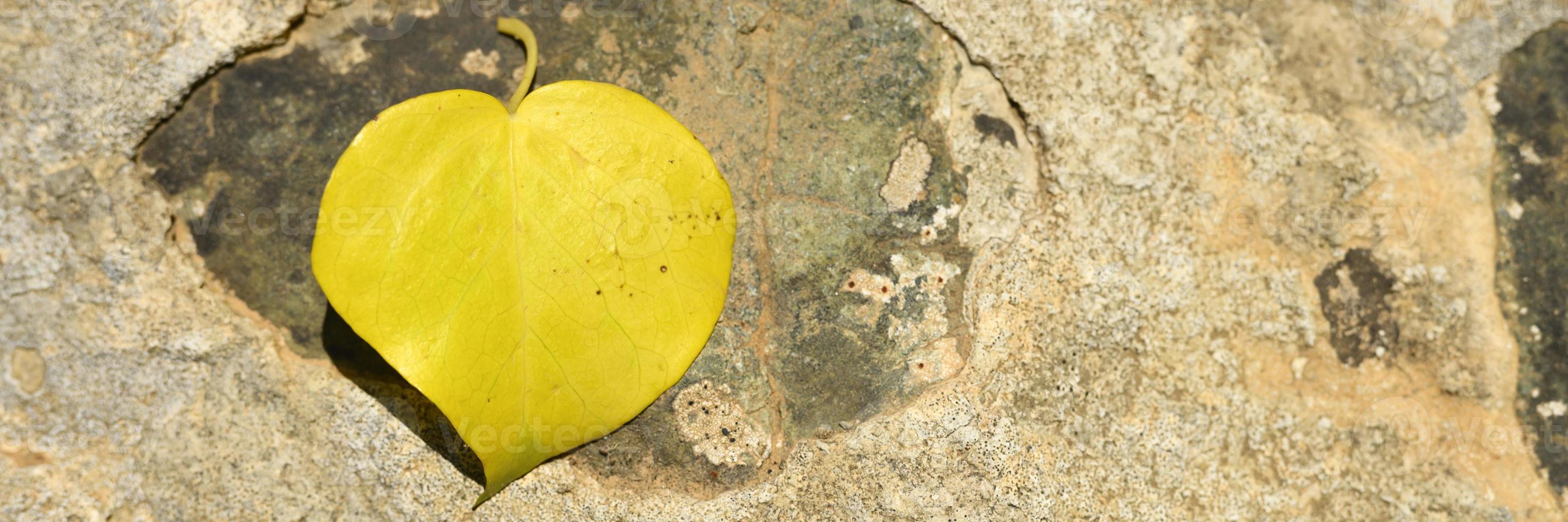 Yellow fallen autumn leaf in the shape of a heart on a stone photo