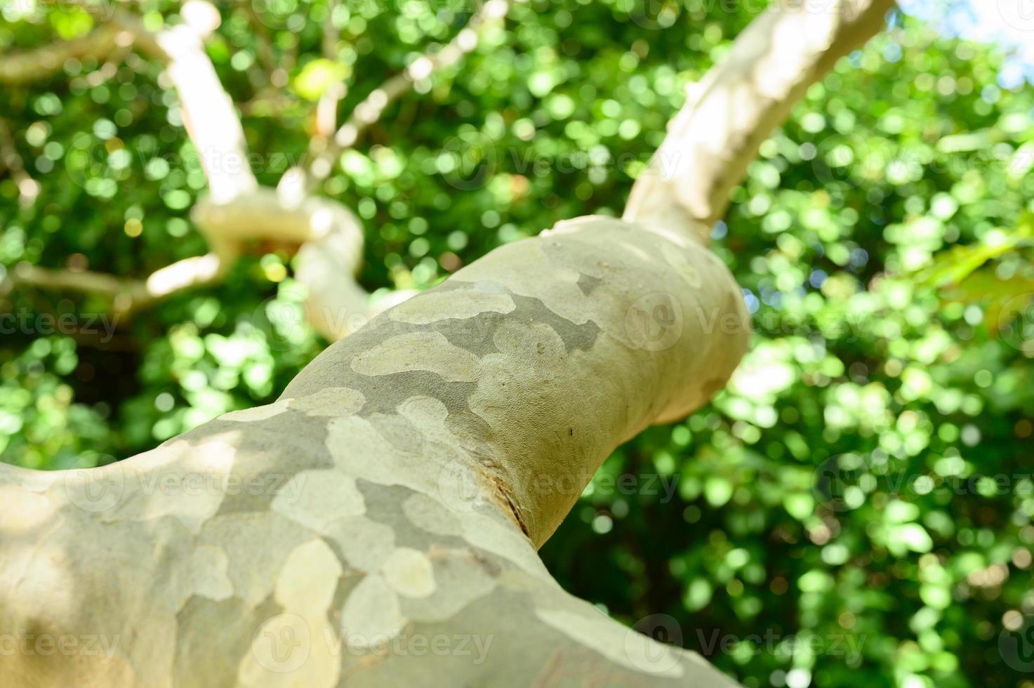 Spotted eucalyptus tree bark and green foliage photo