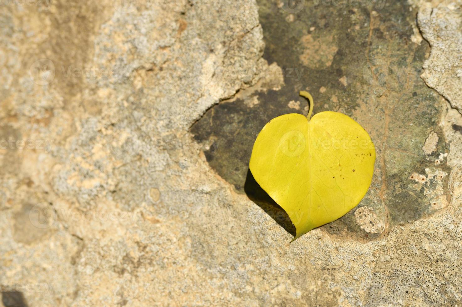 Hoja de otoño caída amarilla en forma de corazón sobre una piedra foto