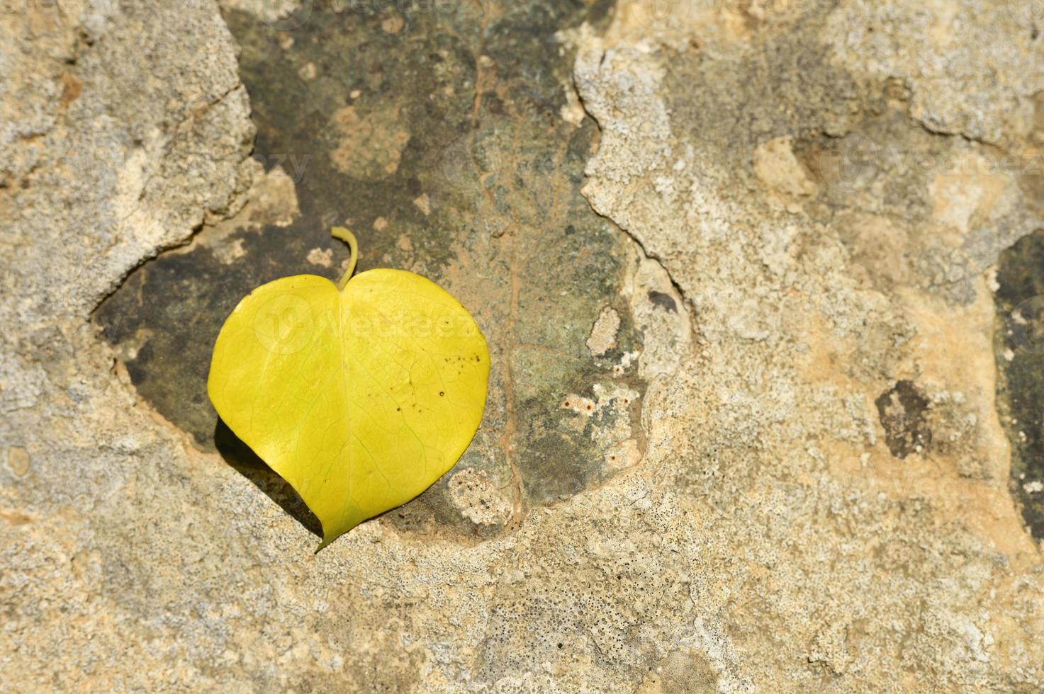 Hoja de otoño caída amarilla en forma de corazón sobre una piedra foto