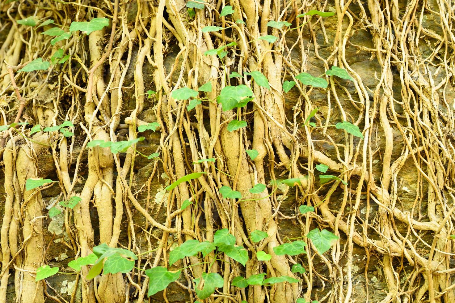 Ivy en un antiguo muro de piedra como fondo foto