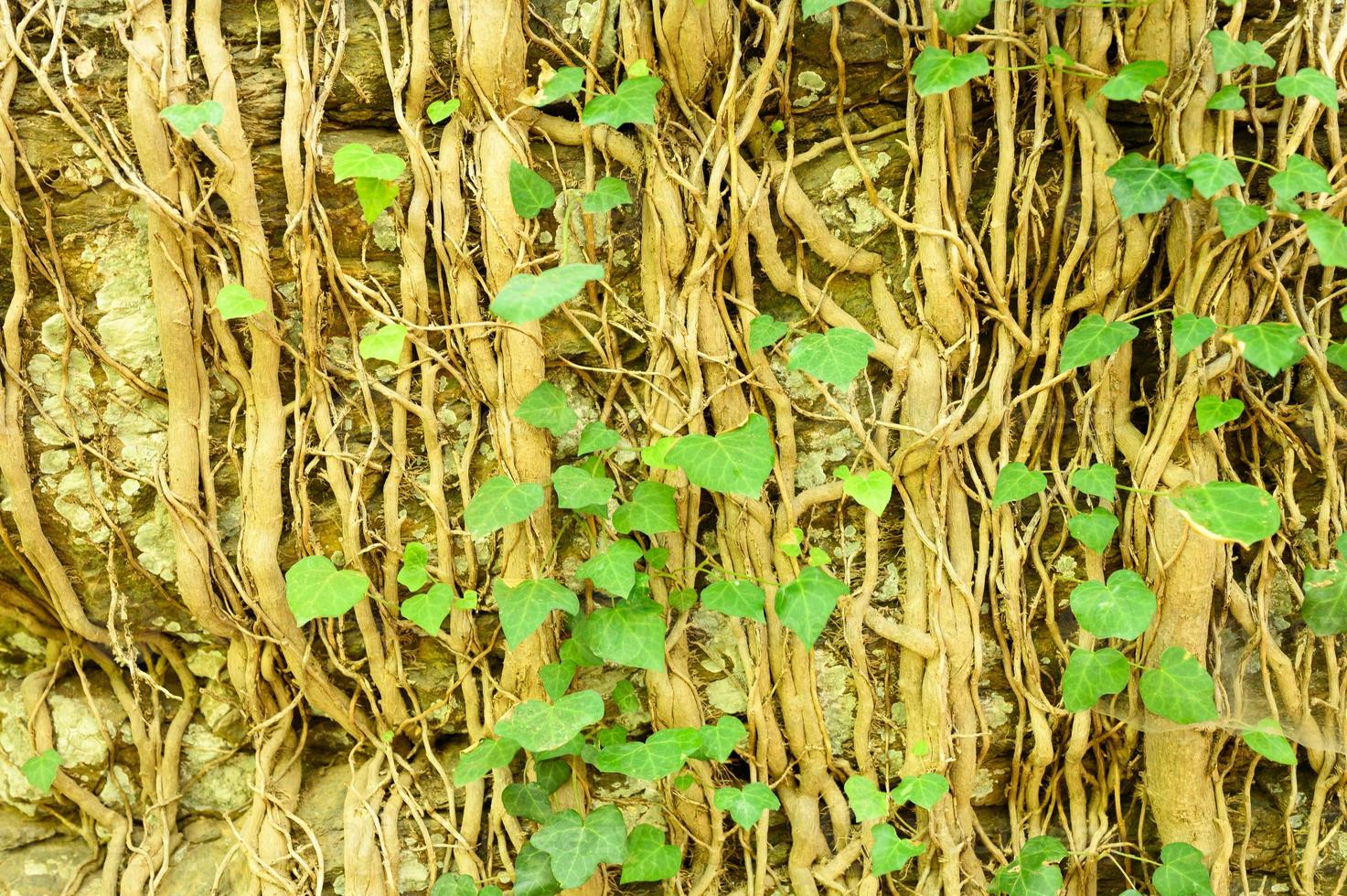 Ivy en un antiguo muro de piedra como fondo foto