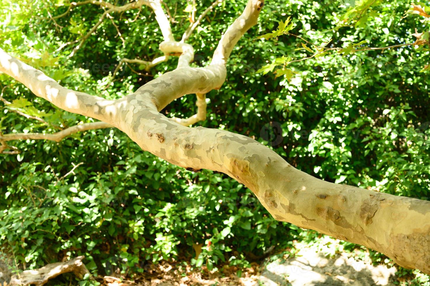 Spotted eucalyptus tree bark and green foliage photo