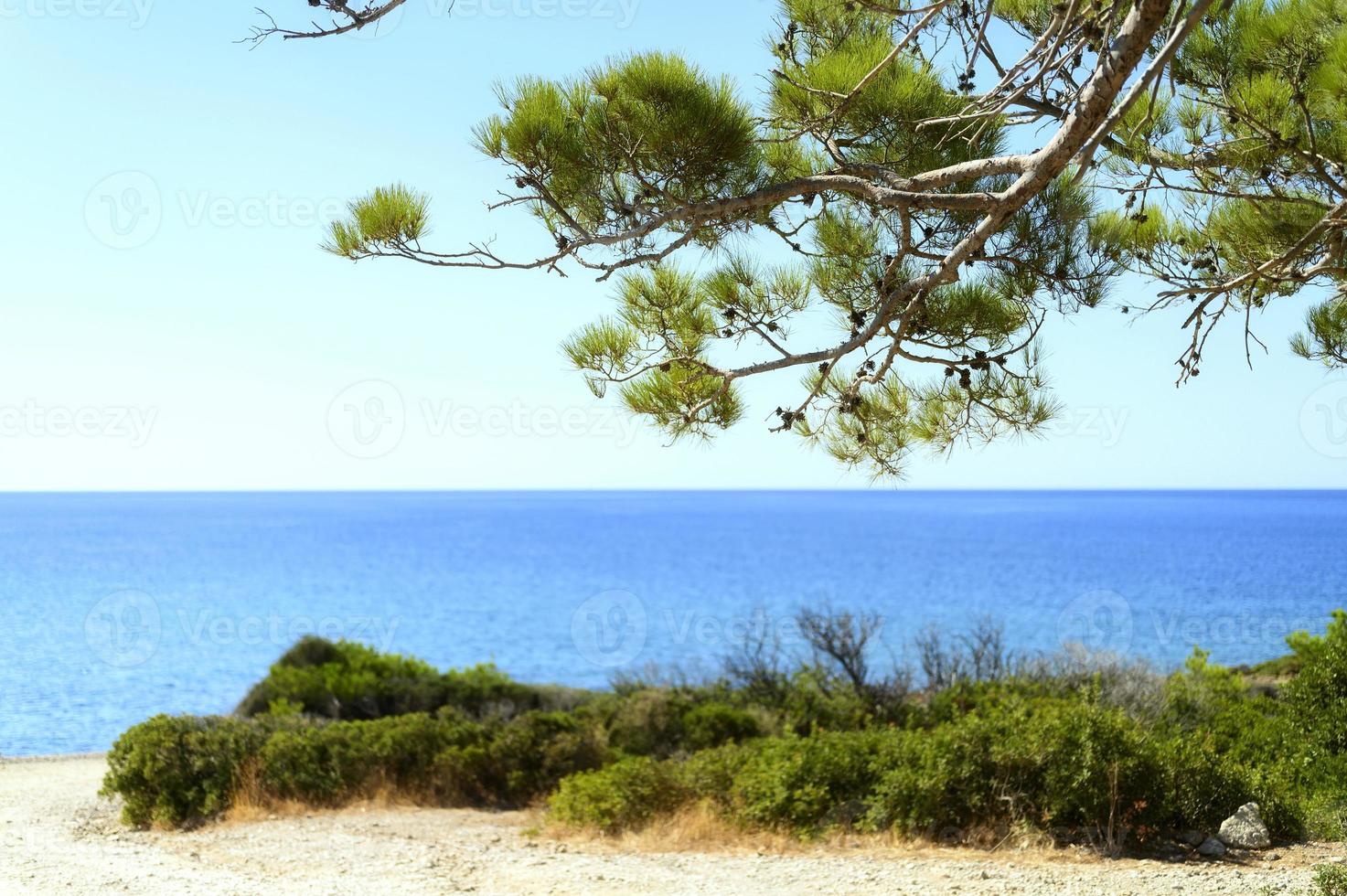 Seascape view through the pines branch and green bushes photo