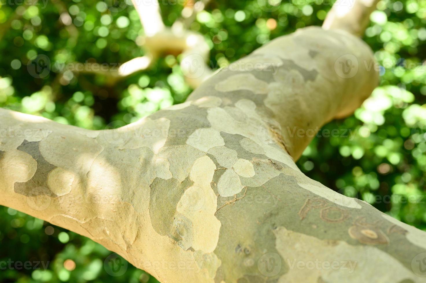 Spotted eucalyptus tree bark and green foliage photo