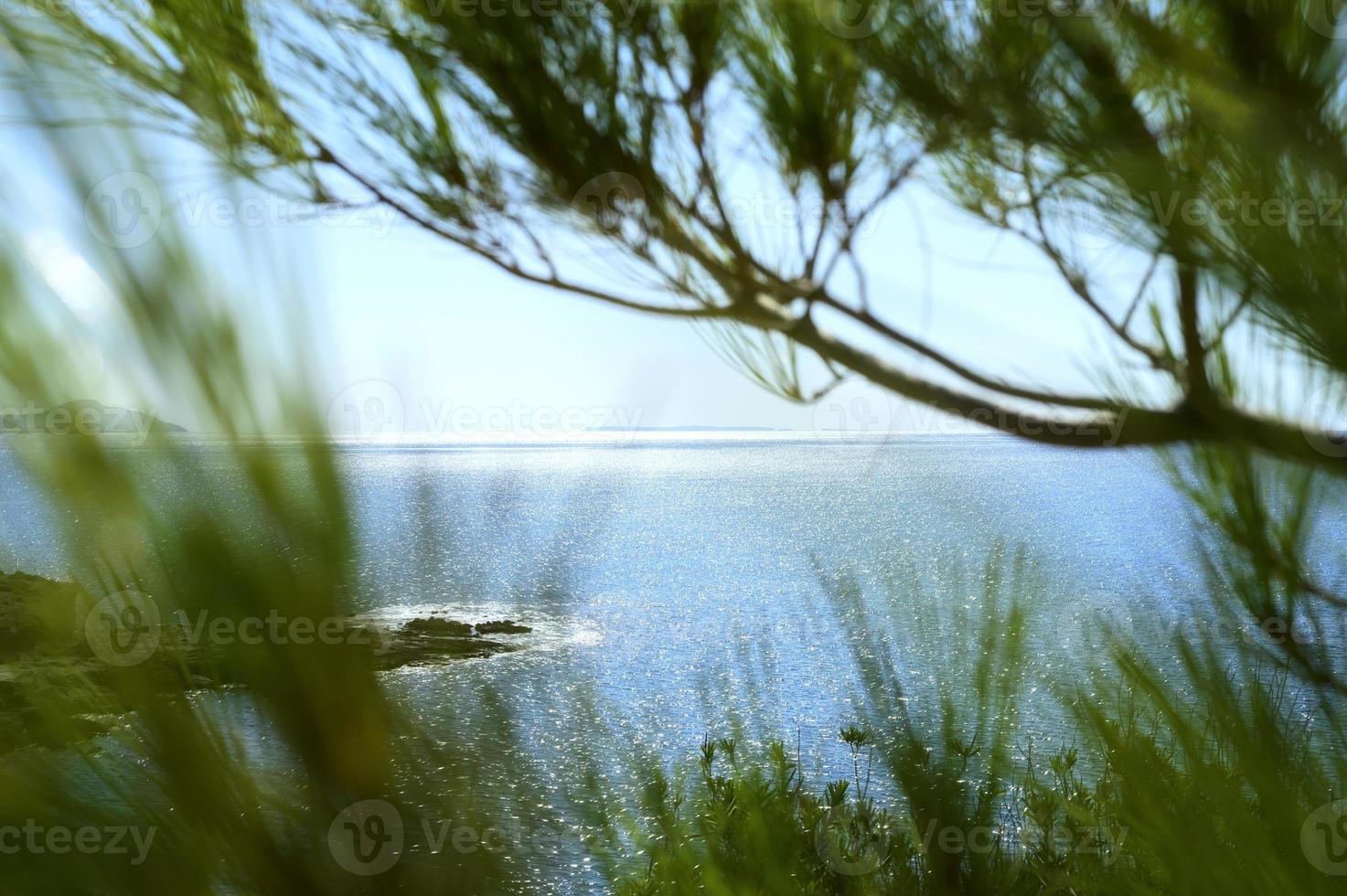 Vista del paisaje marino a través de la rama de pinos y arbustos verdes. foto