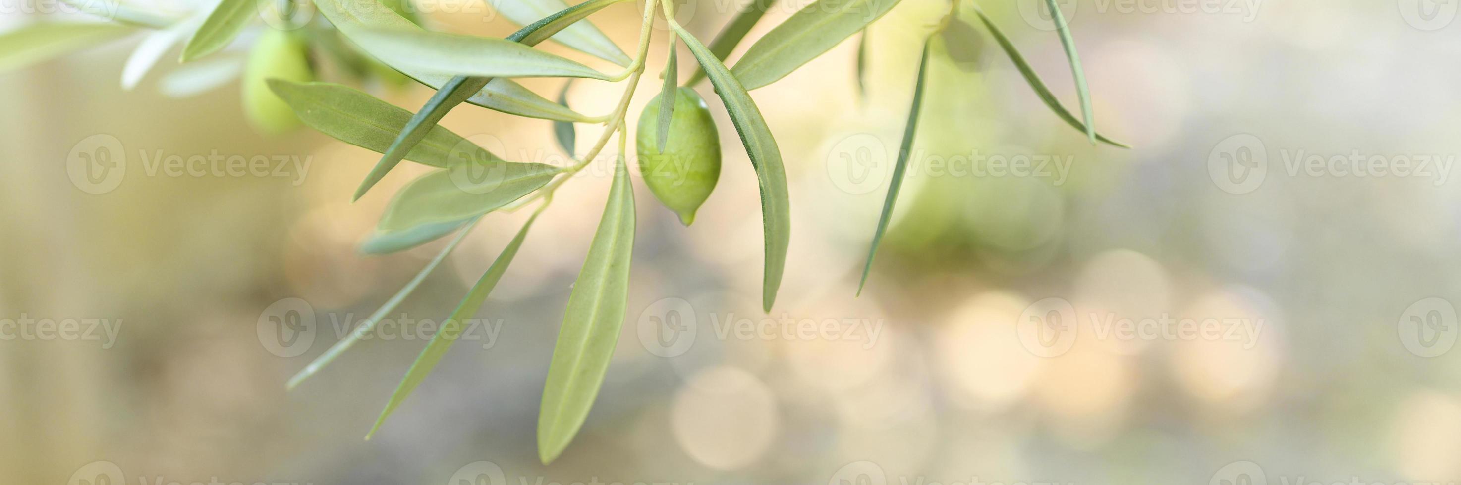 Green olives growing on a olive tree branch in the garden photo