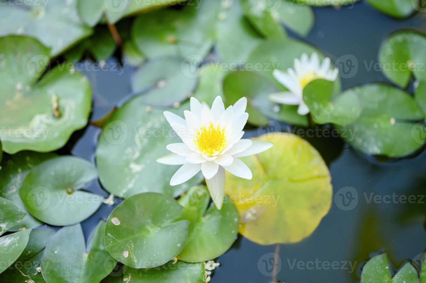 A beautiful white lily blooms among the waterlilies in the pond photo