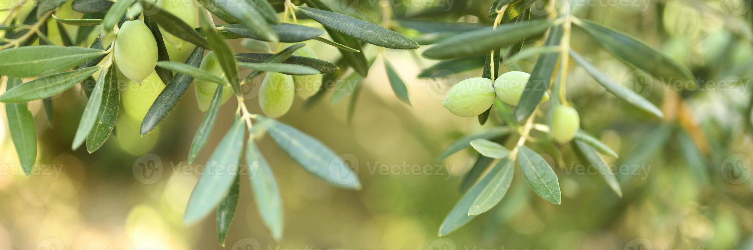 Green olives growing on a olive tree branch in the garden photo