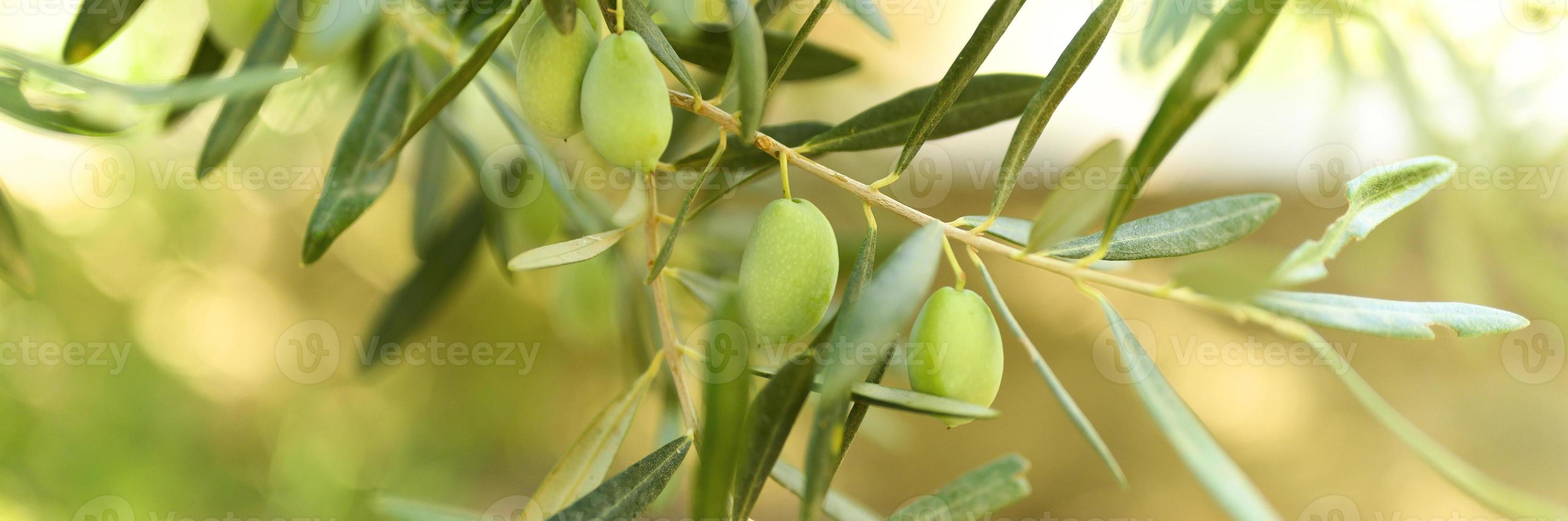 Aceitunas verdes que crecen en una rama de olivo en el jardín foto