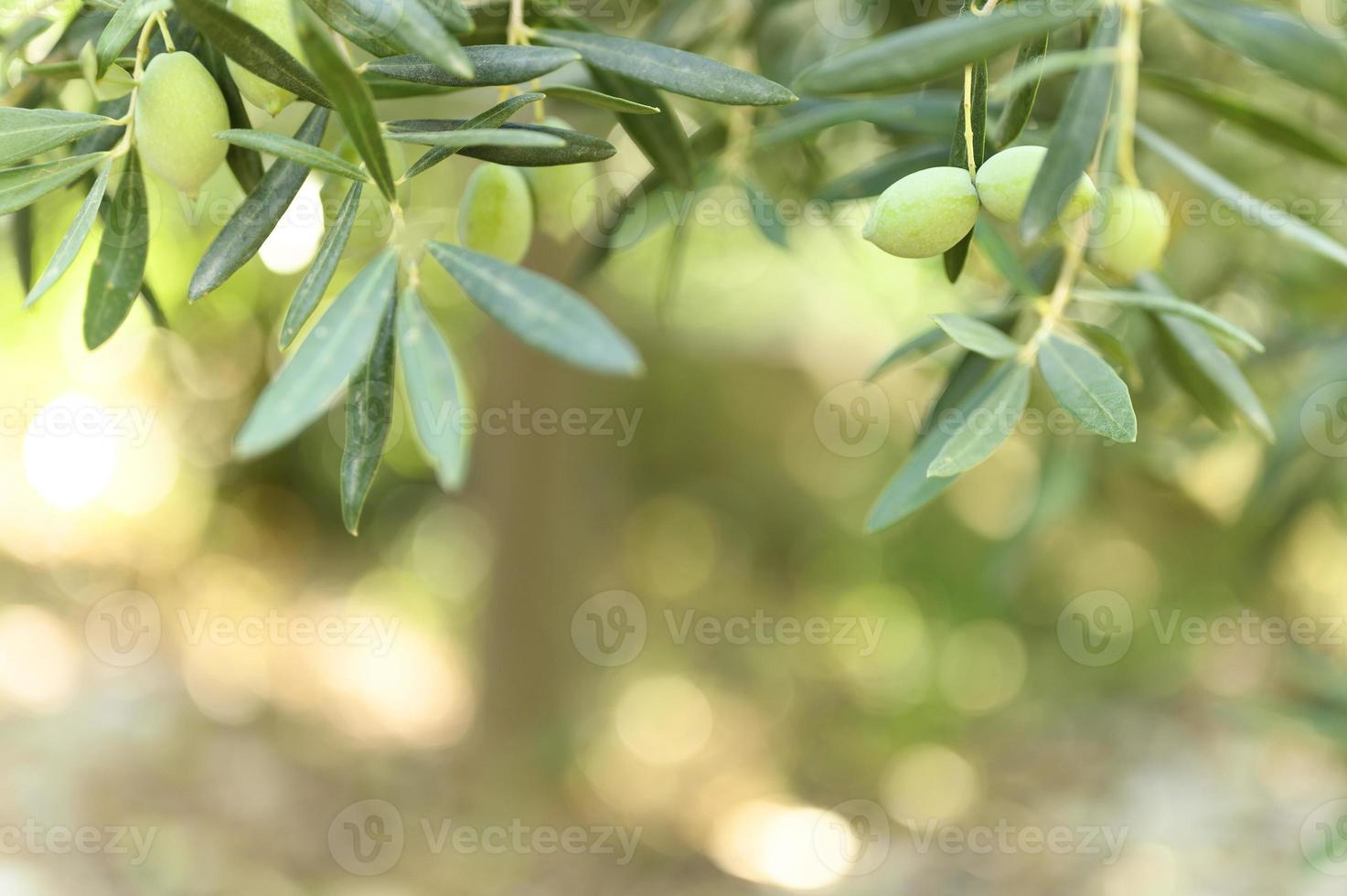 Aceitunas verdes que crecen en una rama de olivo en el jardín foto