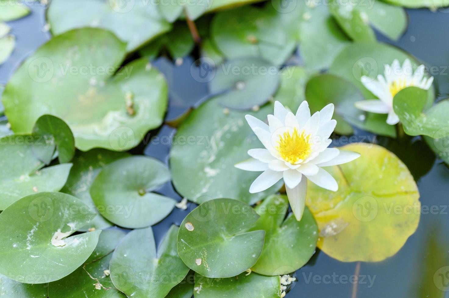 un hermoso lirio blanco florece entre los nenúfares en el estanque foto