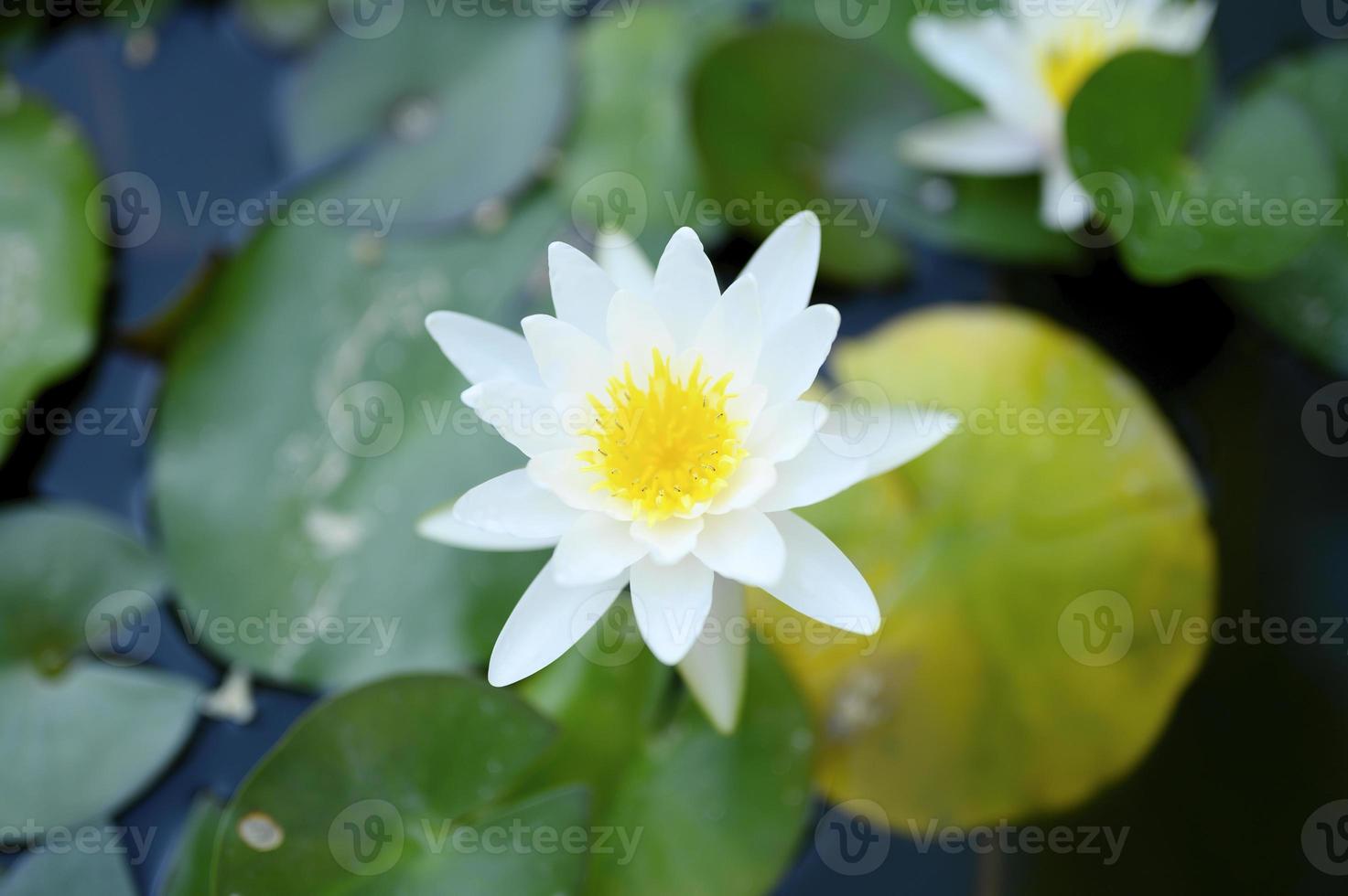 A beautiful white lily blooms among the waterlilies in the pond photo