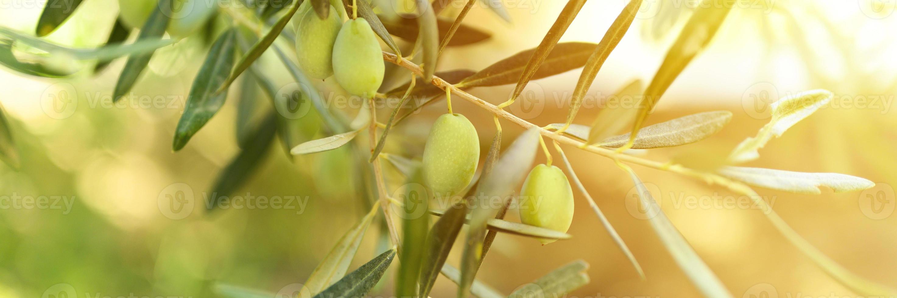Aceitunas verdes que crecen en una rama de olivo en el jardín foto