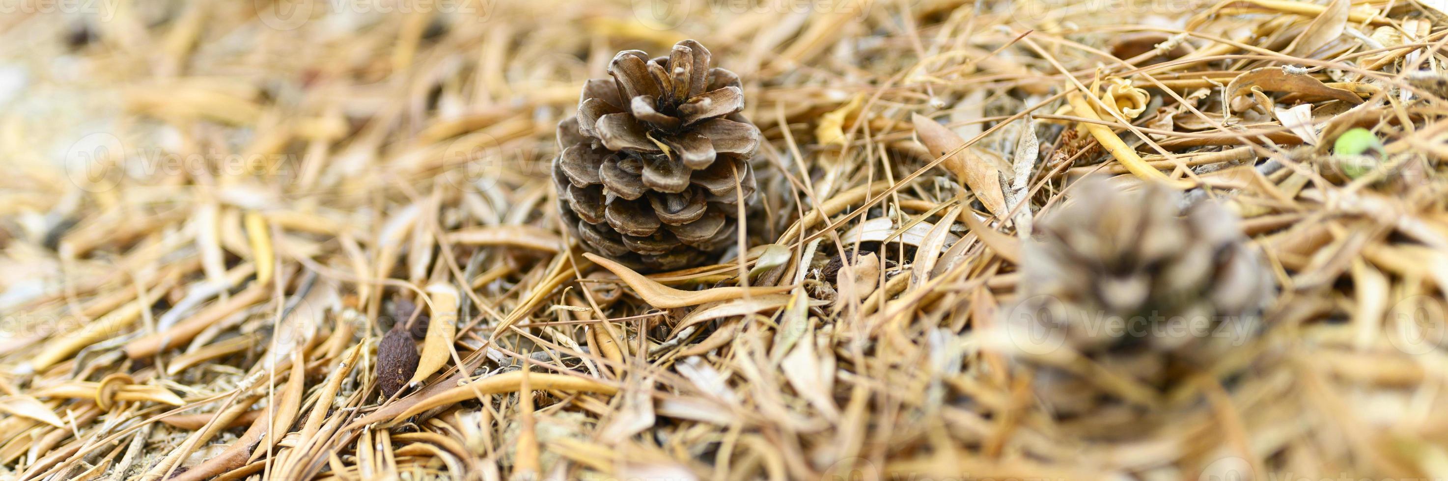 Heap of dry withered fallen autumn leaves of olive trees and pine cones photo