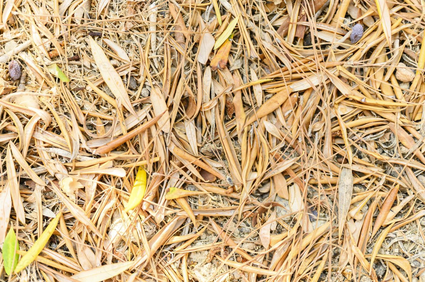 Textured background of dry withered fallen autumn leaves of olive trees photo