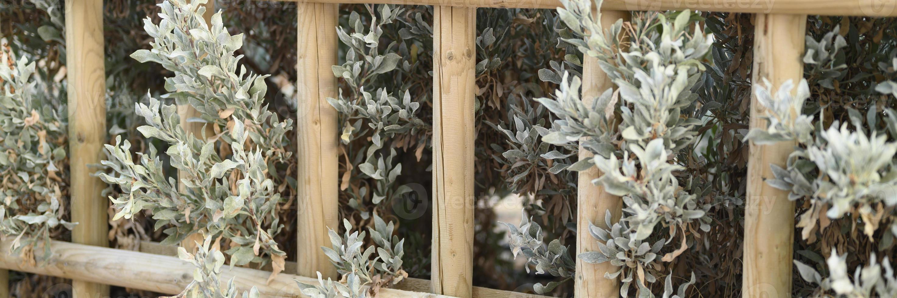 Decorative wooden fence and white green bushes plants in it photo