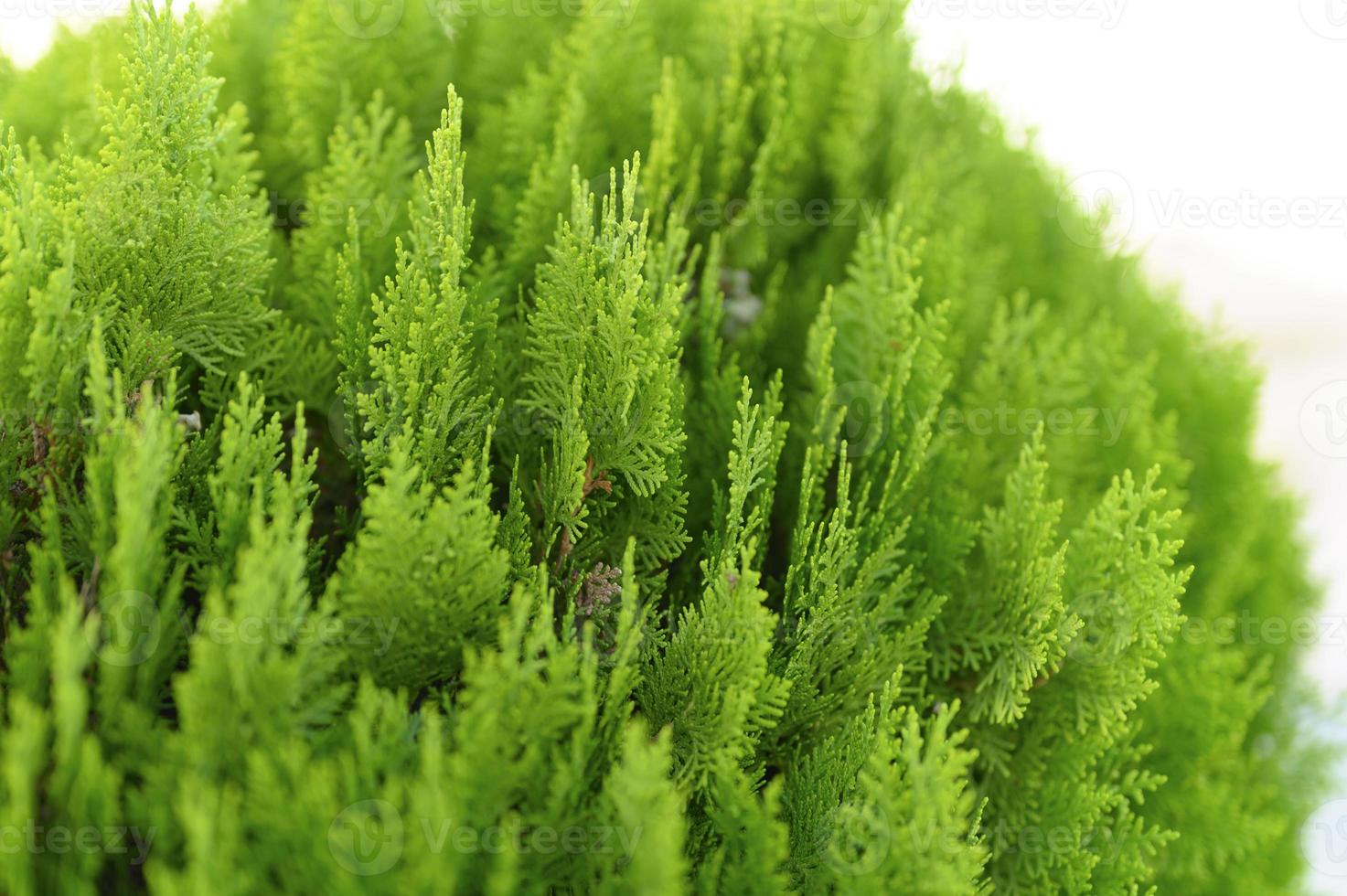 Background of close-up beautiful green Christmas leaves of Thuja trees photo