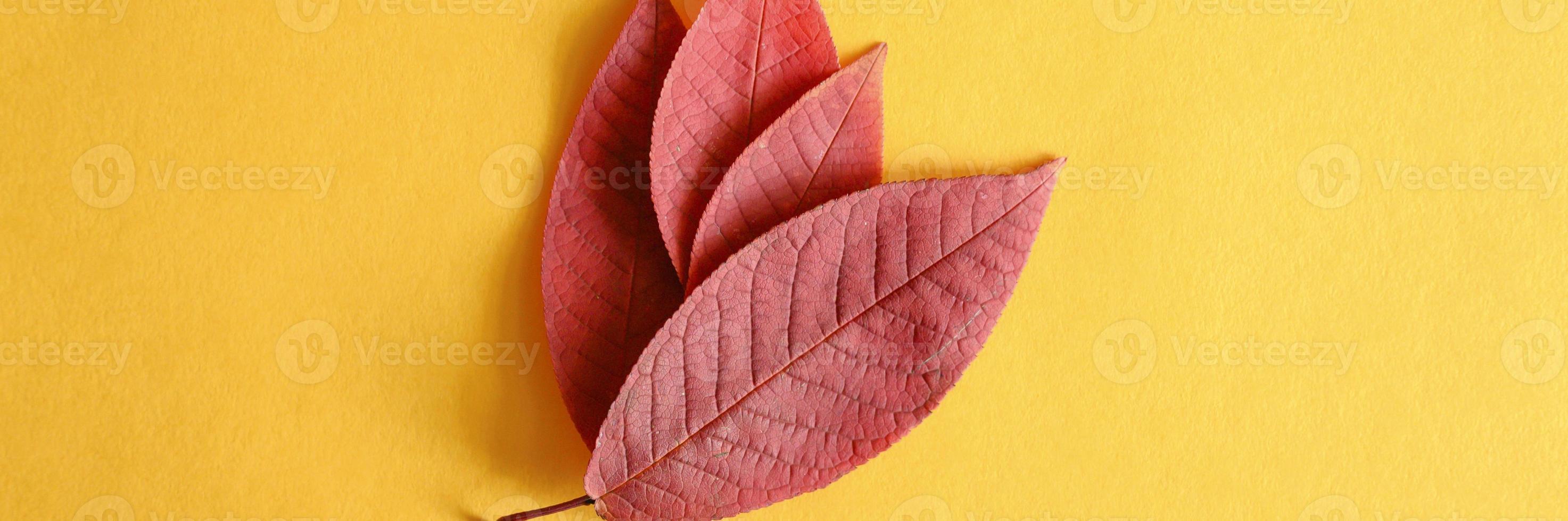 Several red fallen autumn cherry leaves on a yellow paper background flat lay photo