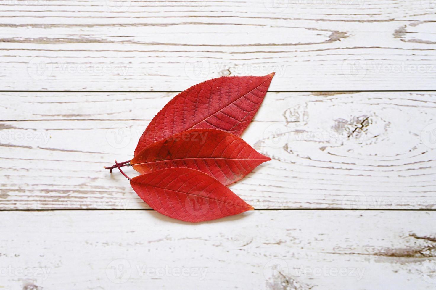 Several red autumn fallen leaves on a light wooden boards background photo