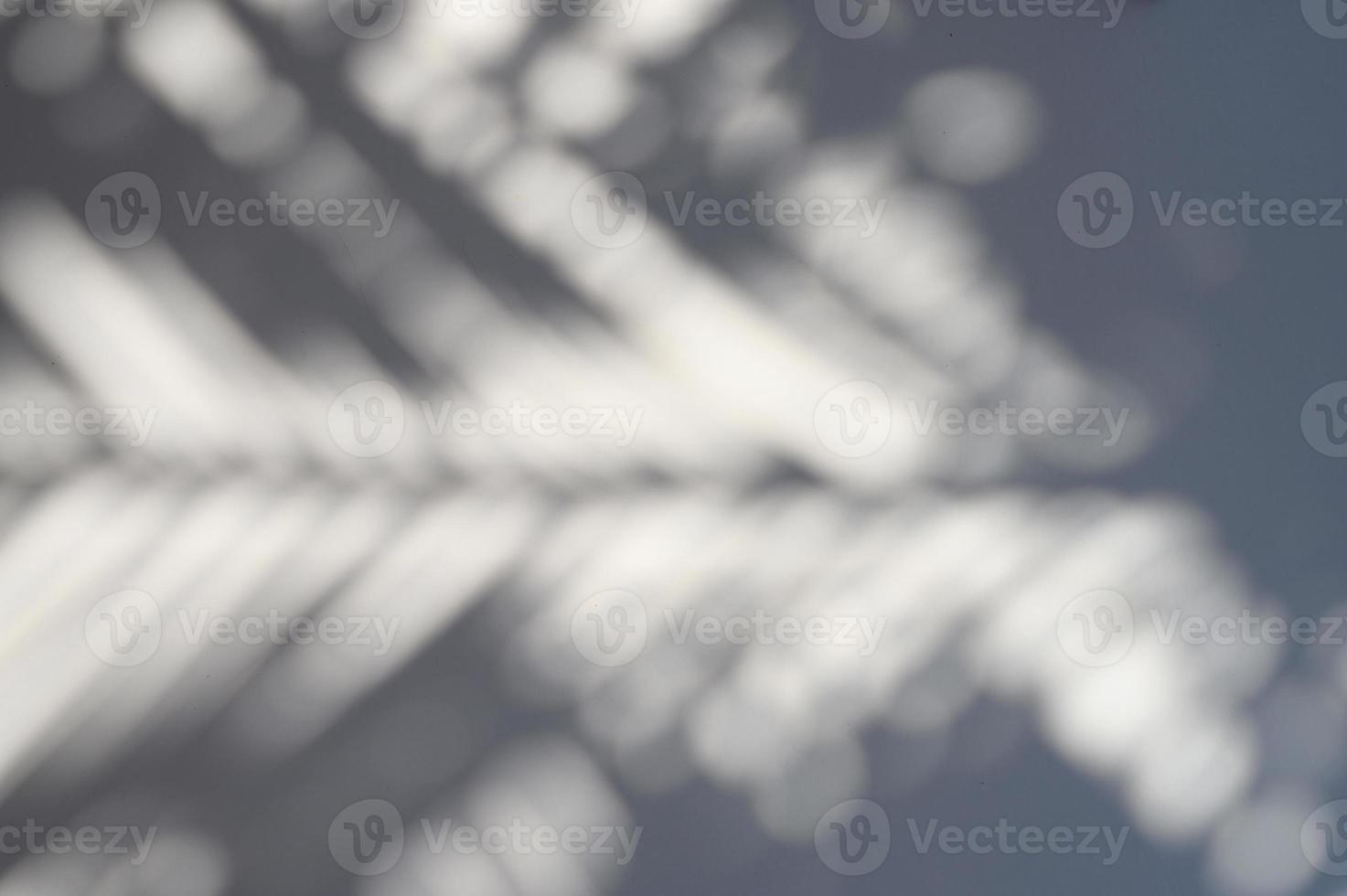 blurred shadow of a palm leaf on a white background photo