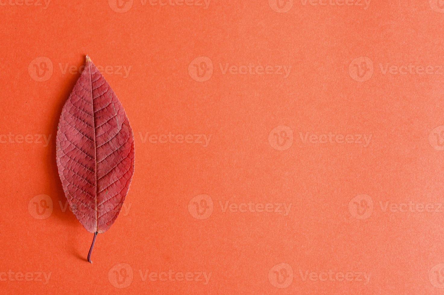 Hojas de cerezo de otoño caídas rojas sobre un fondo de papel rojo foto