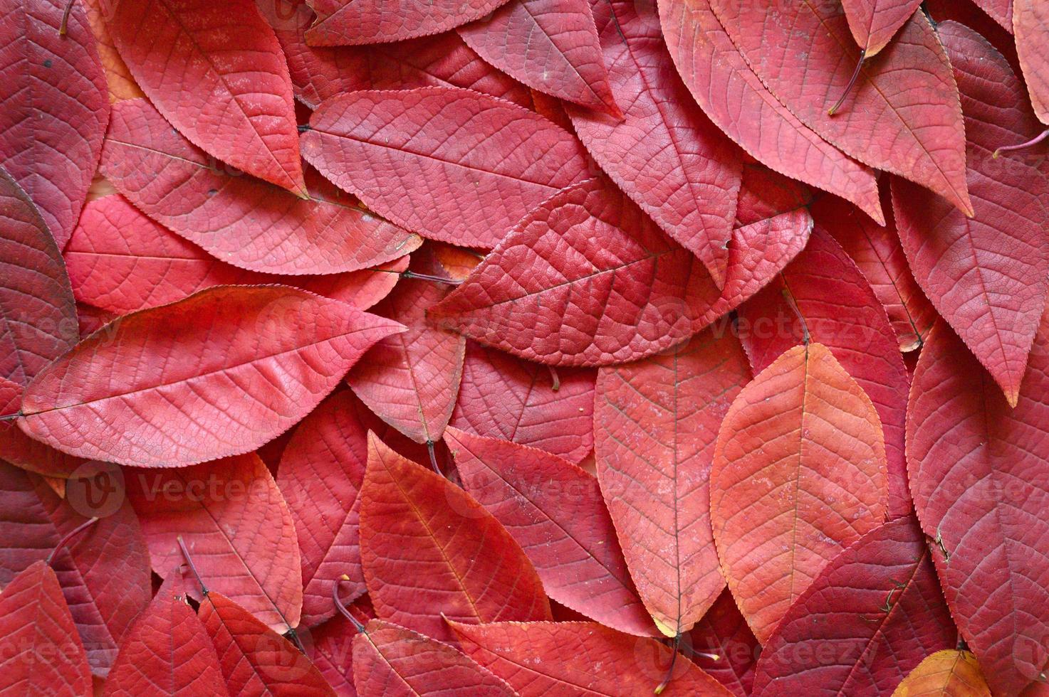 Background of fallen autumn red cherry leaves photo