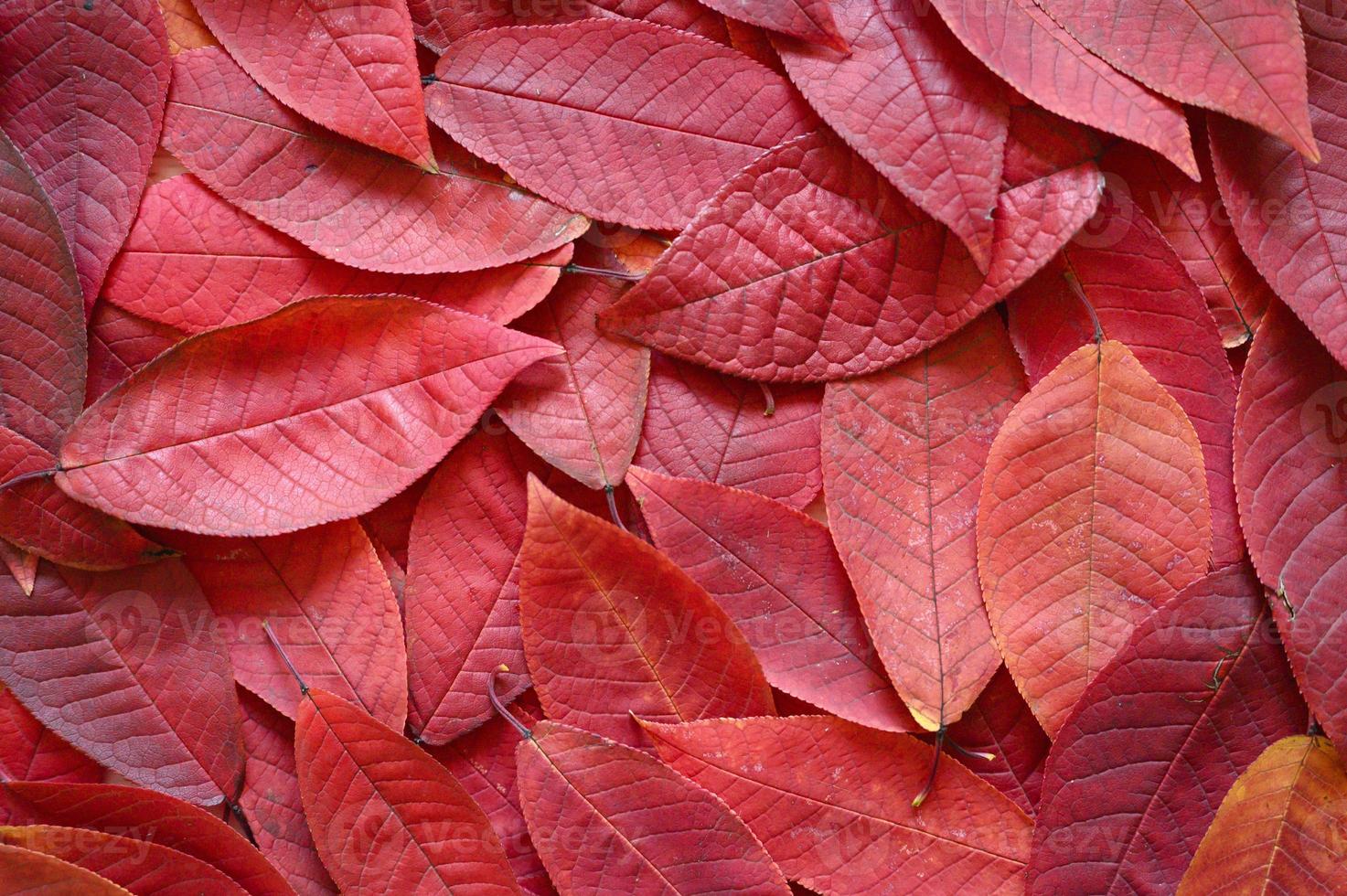 fondo de hojas rojas de otoño caídas foto