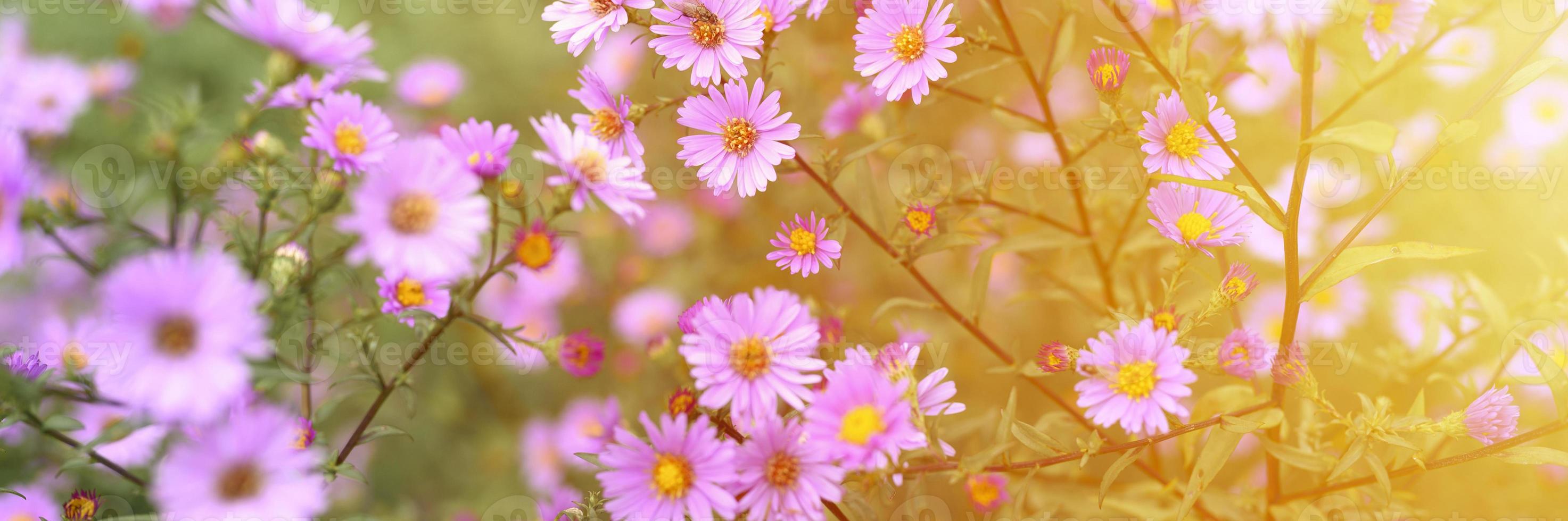 Flores de otoño aster novi-belgii en un vibrante color violeta claro en plena floración en el jardín foto