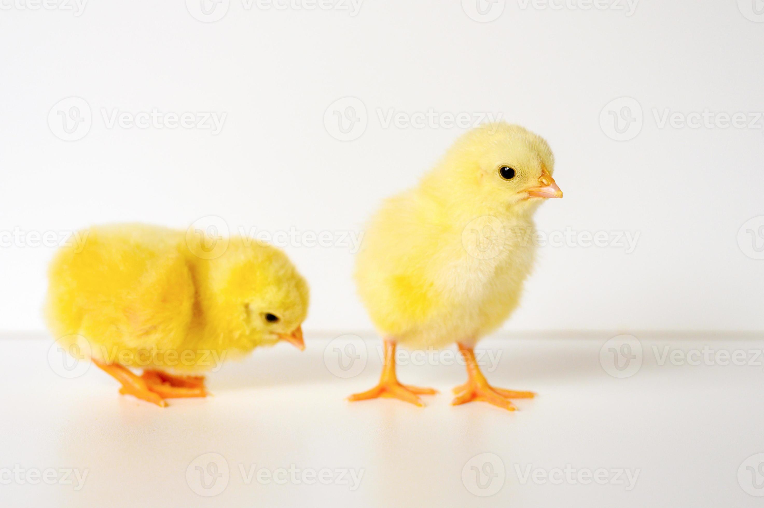 Two cute little tiny newborn yellow baby chicks on white background photo
