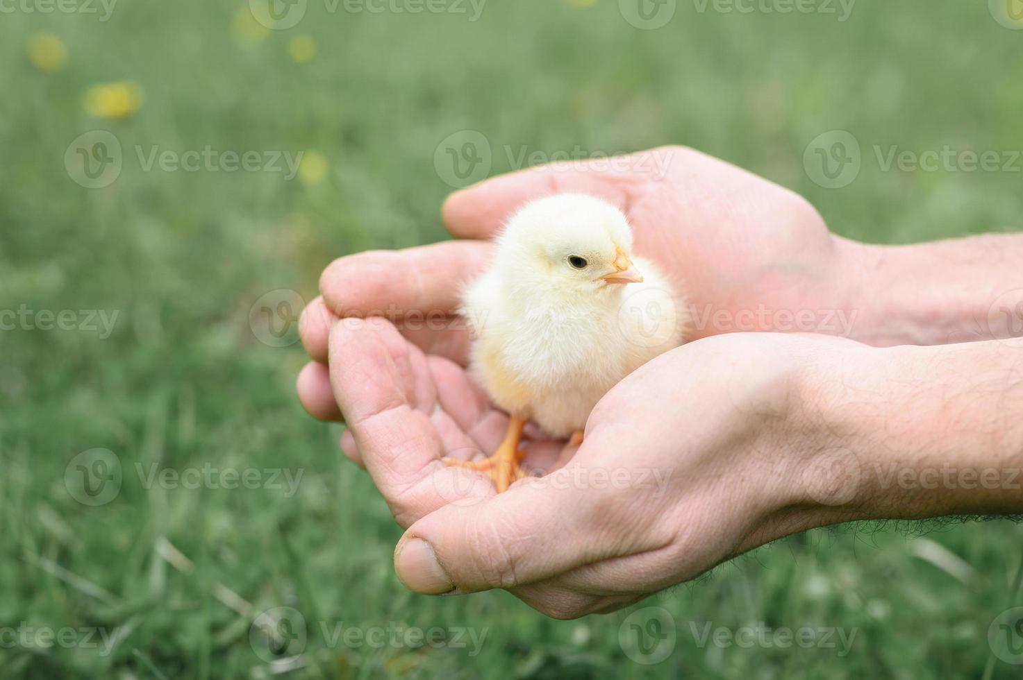 Cute little tiny newborn yellow baby chick in male hands of farmer on green grass background photo