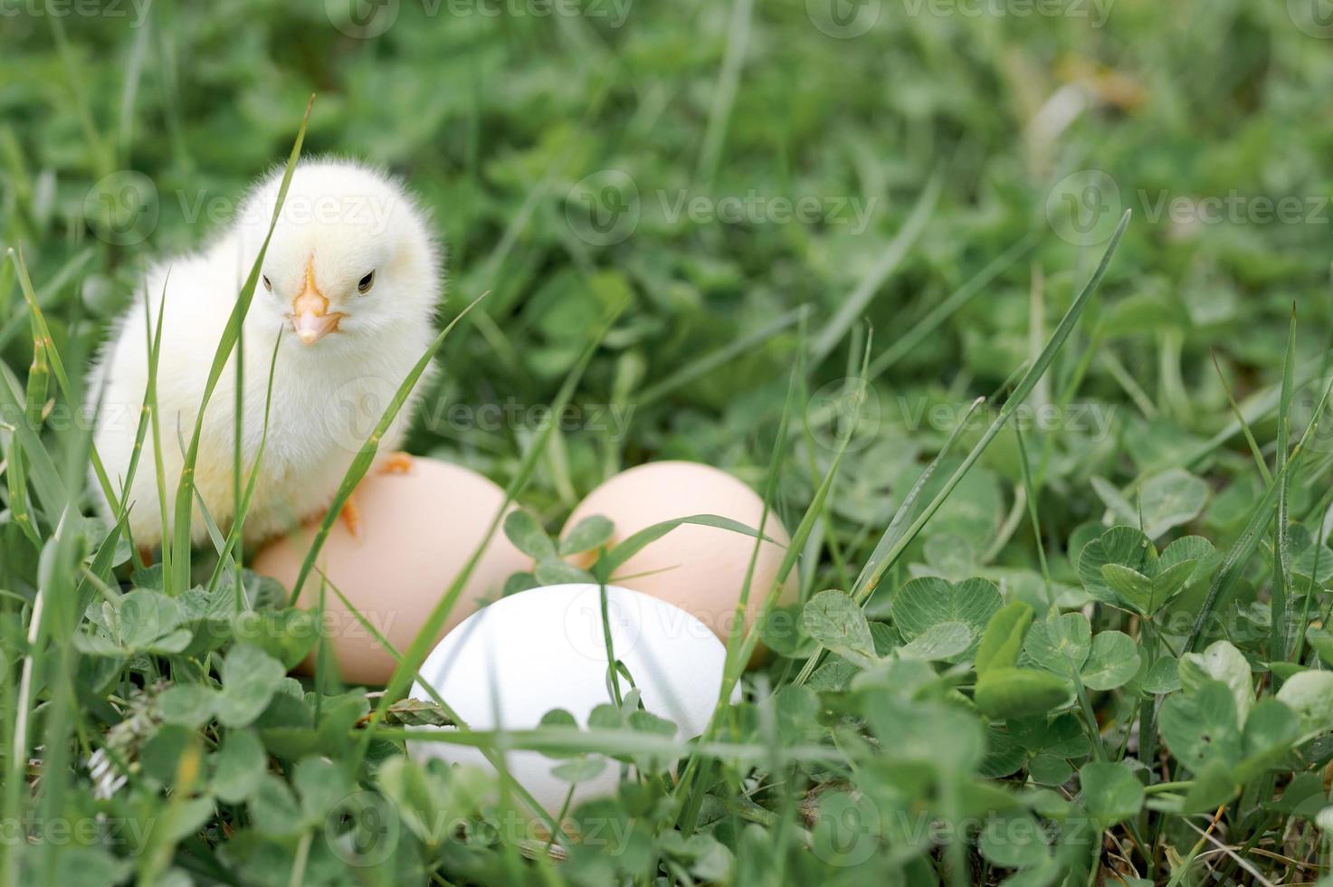 Pequeño y lindo pollito amarillo recién nacido en manos masculinas del agricultor sobre fondo de hierba verde foto