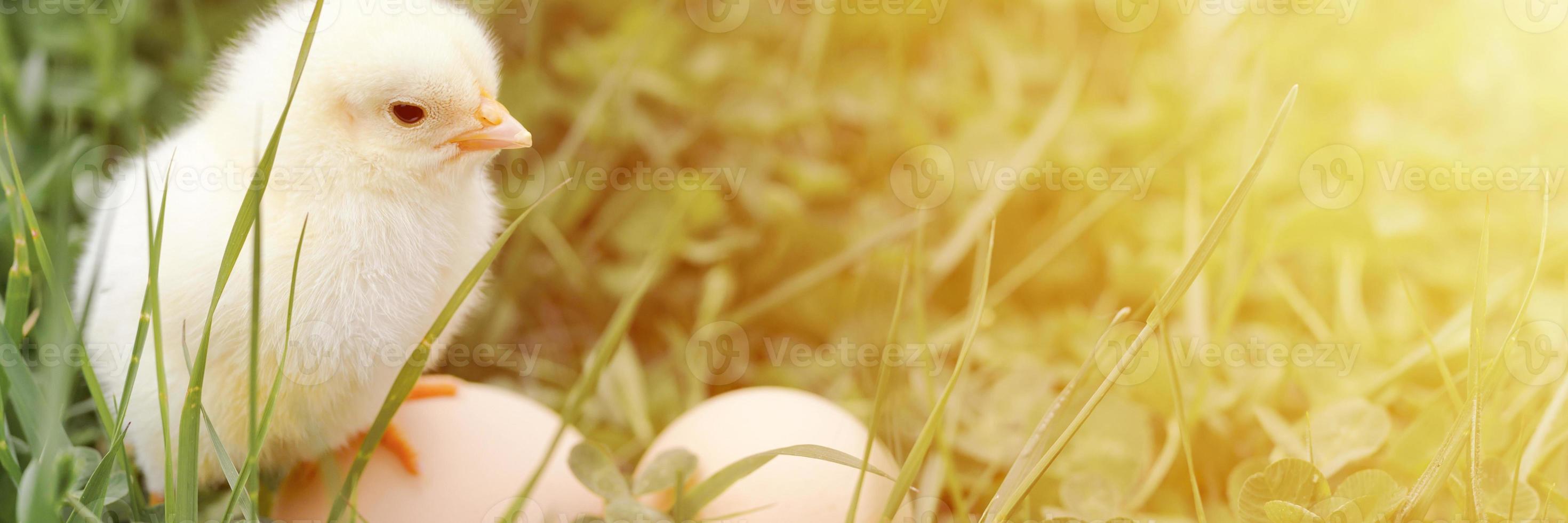 Cute little tiny newborn yellow baby chick and three chicken farmer eggs in the green grass photo