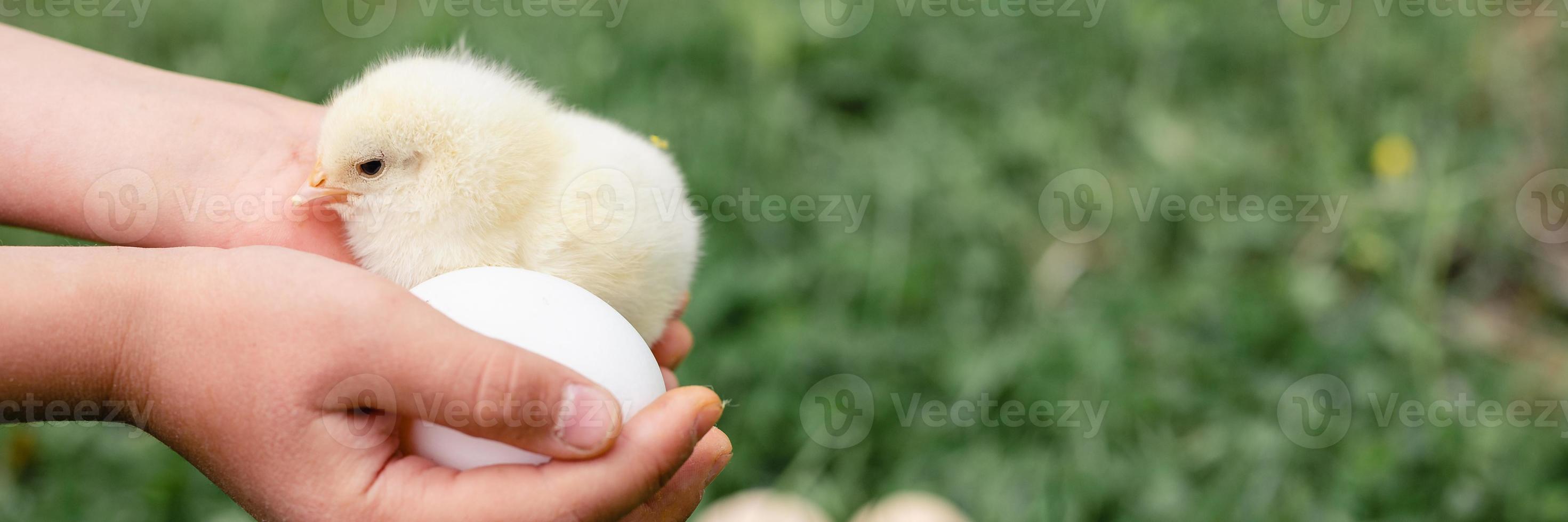Cute little tiny newborn yellow baby chick in kid's hands on green grass photo