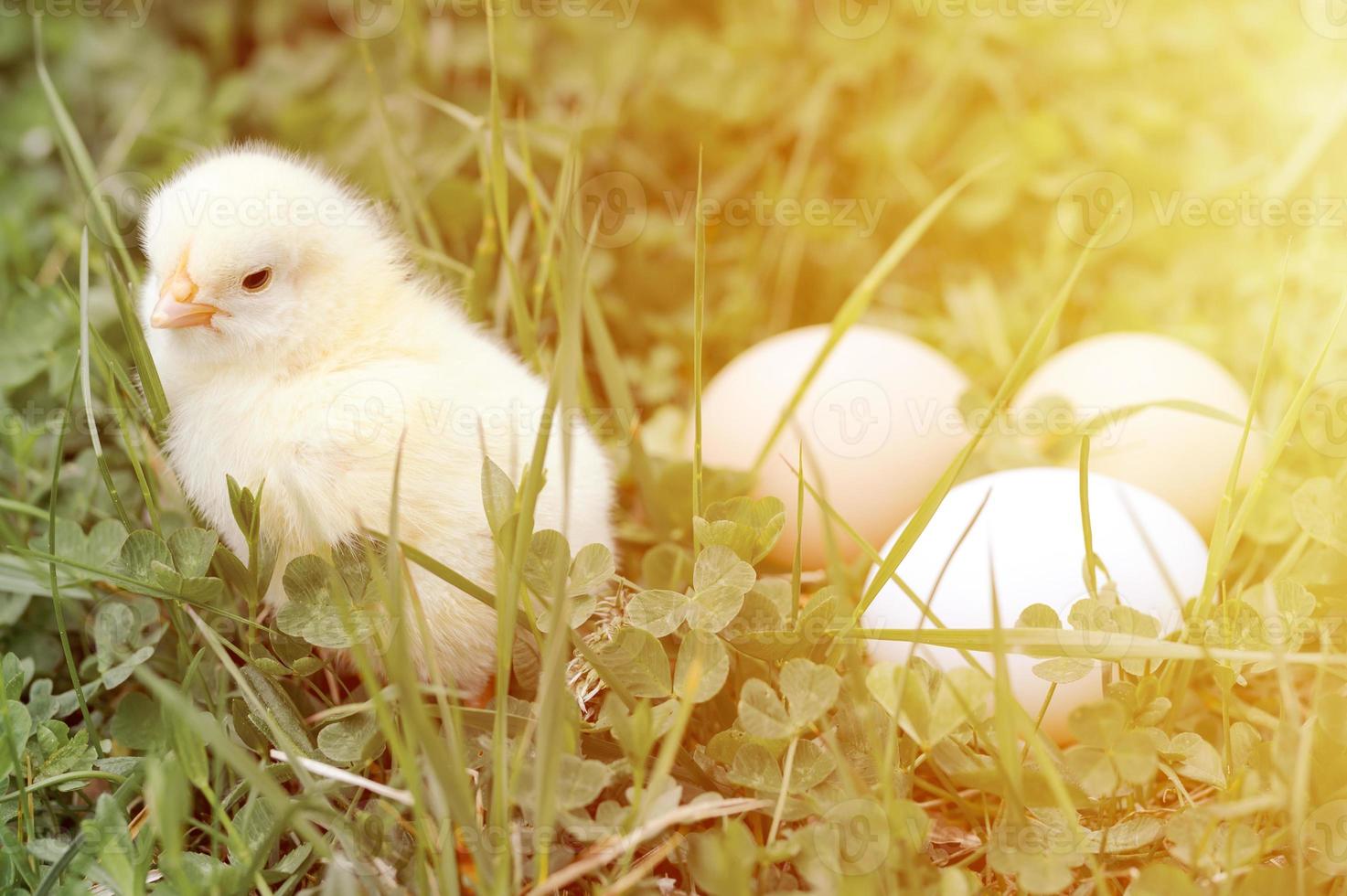Cute little tiny newborn yellow baby chick and three chicken farmer eggs in the green grass photo