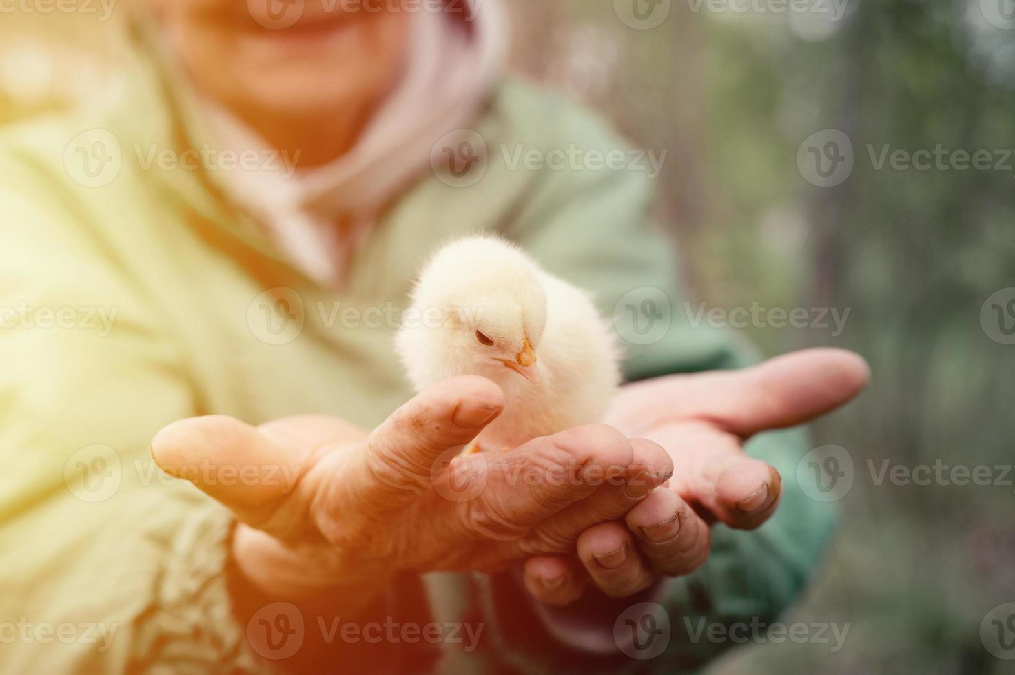 Lindo y pequeño pollito amarillo recién nacido en manos de una anciana granjera en el fondo de la naturaleza foto