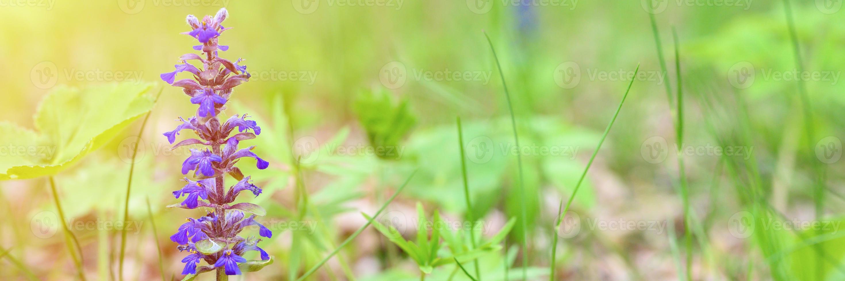 Ajuga reptans with purple blue flowers in full bloom with meadow grasses photo