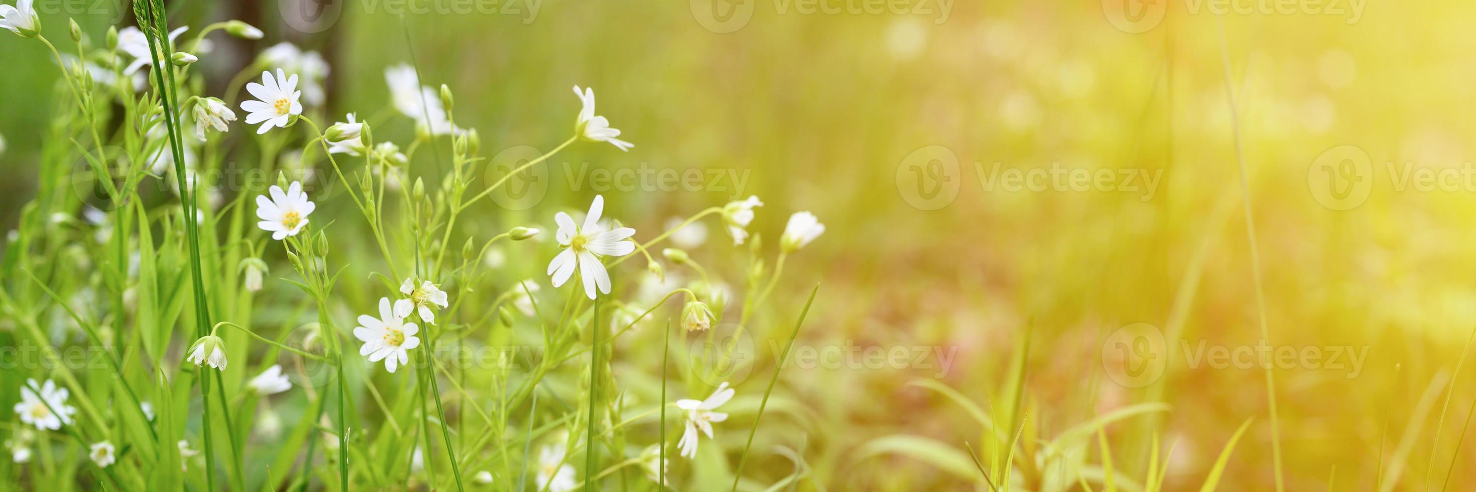 flor de stellaria salvaje foto